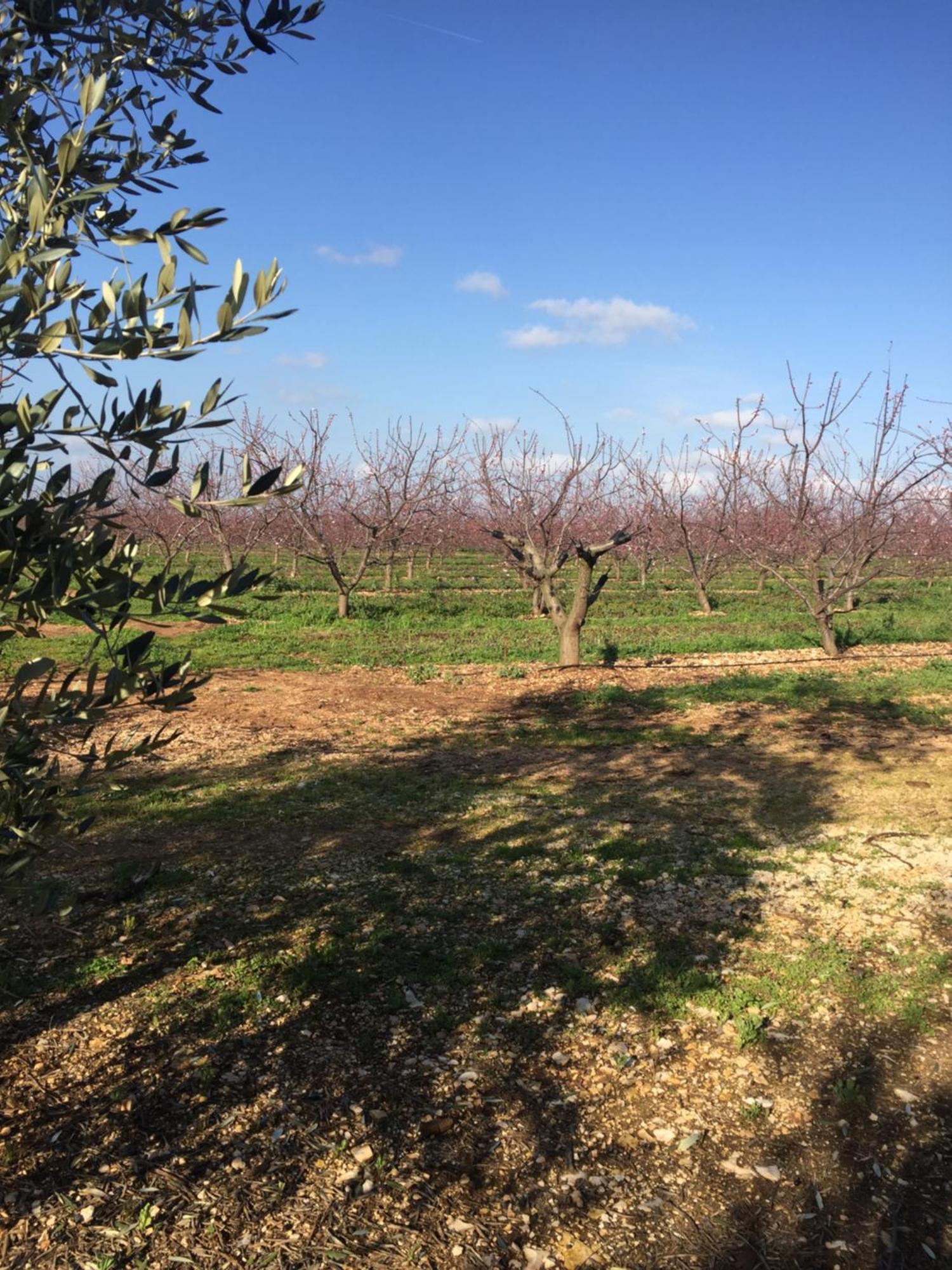 Masseria Gravelle Hotel Turi Exterior photo